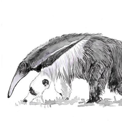 0xAnteater